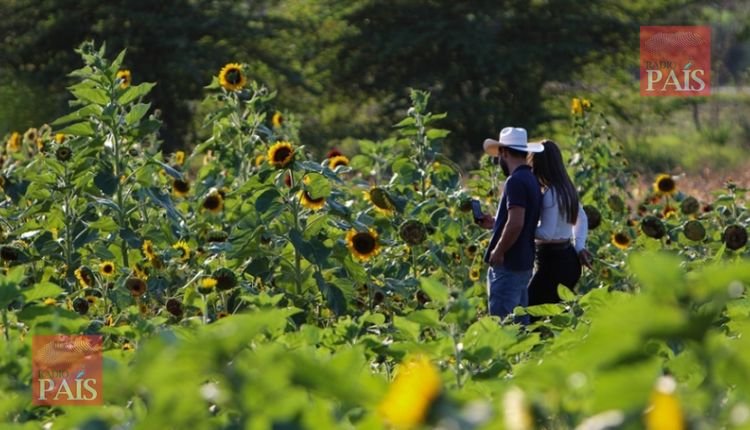 Paseo de los girasoles se ha convertido en el punto favorito de los hondureños