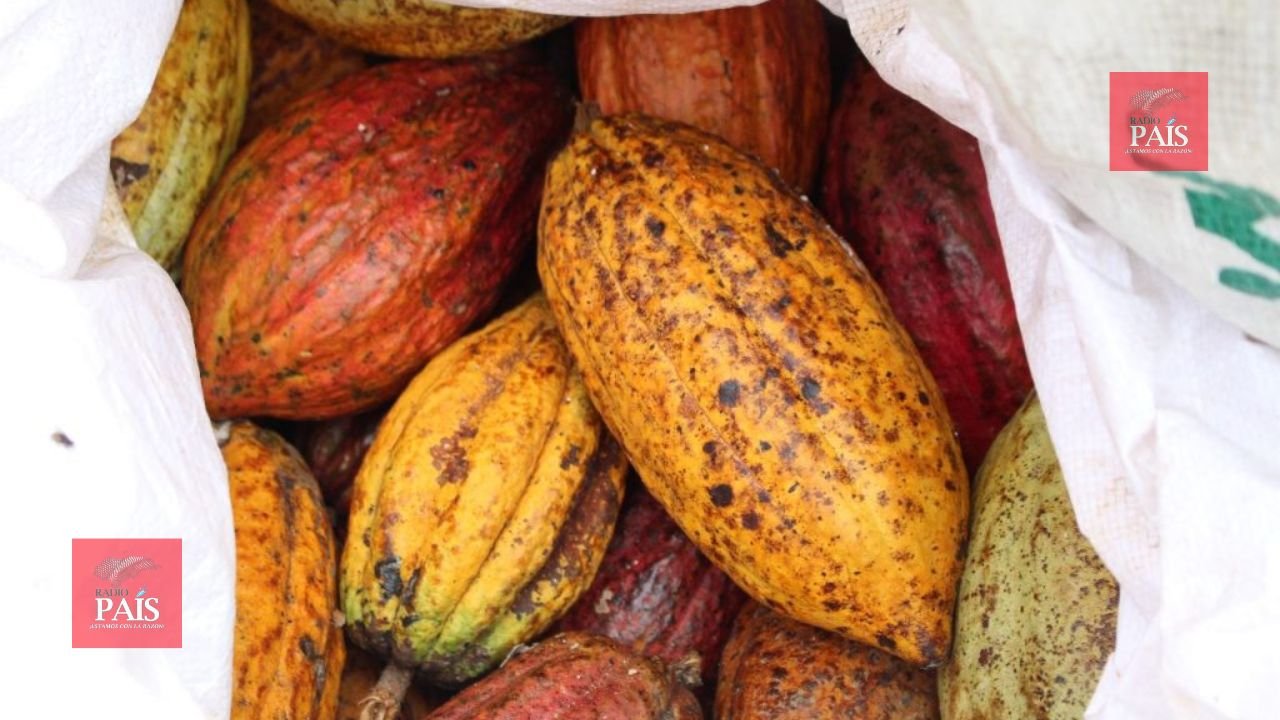 Líderes Del Cacao Impulsan Producción Sostenible Radio País