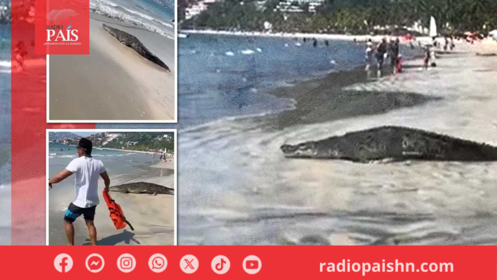 Turistas Captan A Un Cocodrilo De Dos Metros En La Playa La Ropa