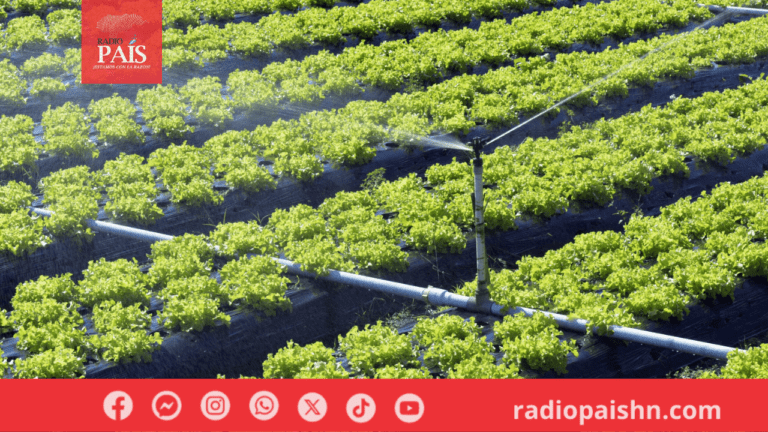 Realizan estudio de mercado en beneficio a agricultores del Mercado PERISUR