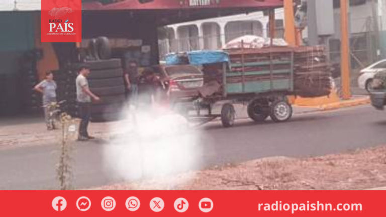 Video: Caballo muere por ola de calor en San Pedro Sula