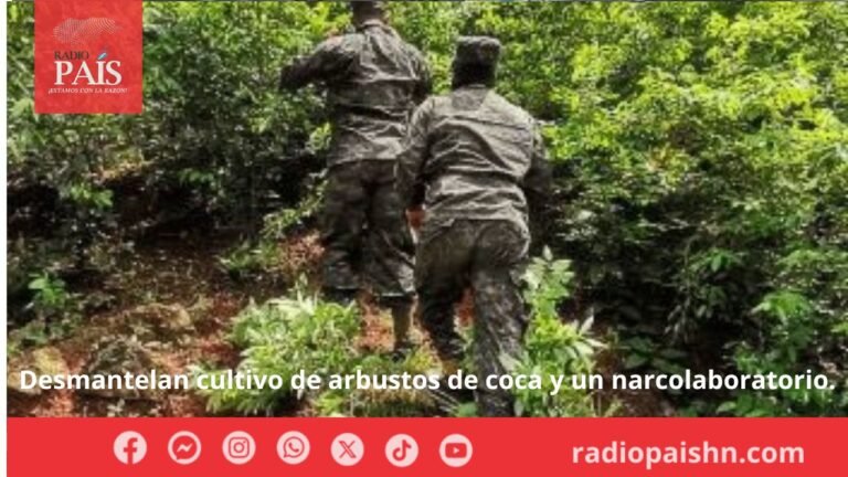 Desmantelan cultivo de arbustos de coca y un narcolaboratorio.