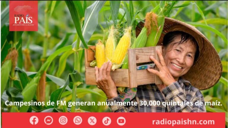 Campesinos de FM generan anualmente 30,000 quintales de maíz.